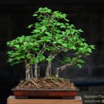 Code 117 : Japanese Maple (Kaede)