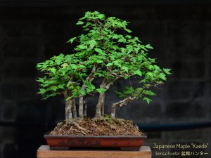 Code 117 : Japanese Maple (Kaede)
