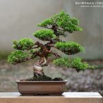 Code 119 : Itoigawa Shimpaku