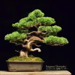 Code 118 : Itoigawa Shimpaku