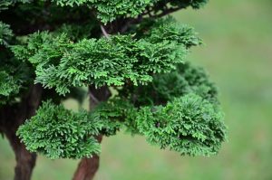 Tree ID 123 : Sawara Hinoki Cypress - Image 5