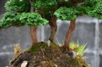 Tree ID 123 : Sawara Hinoki Cypress - Image 3