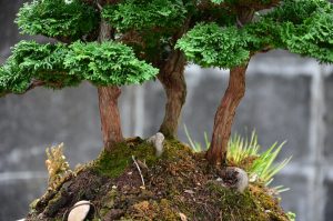 Tree ID 123 : Sawara Hinoki Cypress - Image 3