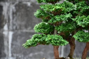 Tree ID 123 : Sawara Hinoki Cypress - Image 4