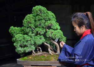 Tree ID 136 : Itoigawa Shimpaku-material - Image 2