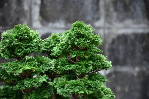 Tree ID 123 : Sawara Hinoki Cypress - Image 2