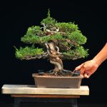 Tree ID 381 : Itoigawa shimpaku