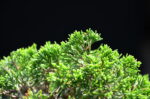 Tree ID 160 : Itoigawa Shimpaku - Image 2