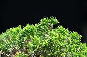 Tree ID 160 : Itoigawa Shimpaku - Image 2