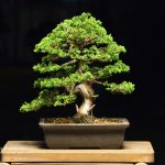 Tree ID 160 : Itoigawa Shimpaku