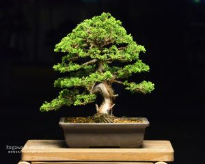 Tree ID 160 : Itoigawa Shimpaku