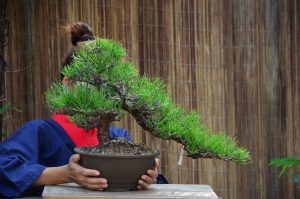 Tree ID 168 : Japanese Blackpine - Image 2