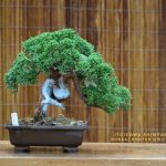 Tree ID 180 : Itoigawa Shimpaku