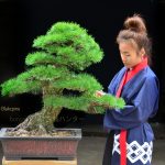 Tree ID 191 : Japanese Blackpine