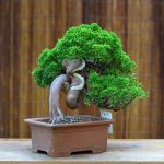 Tree ID 185 : Itoigawa Shimpaku