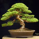 Tree ID 190 : Itoigawa Shimpaku