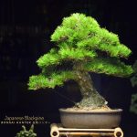 Tree ID 192 : Japanese Blackpine