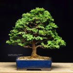 Tree ID 163 : Tsuyama (Hinoki) Cypress