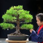 Tree ID 171 : Japanese Blackpine