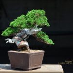 Tree ID 169 : Itoigawa Shimpaku