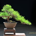 Tree ID 168 : Japanese Blackpine