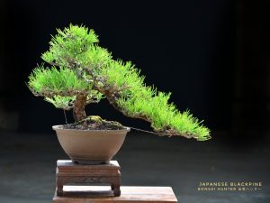 Tree ID 168 : Japanese Blackpine