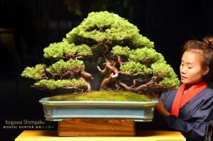 Tree ID 193 : Itoigawa Shimpaku