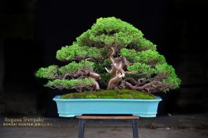 Tree ID 193 : Itoigawa Shimpaku - Image 2