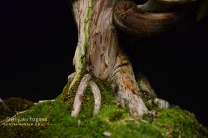 Tree ID 201 : Itoigawa Shimpaku - Image 5
