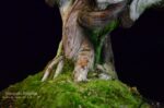 Tree ID 201 : Itoigawa Shimpaku - Image 6