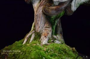 Tree ID 201 : Itoigawa Shimpaku - Image 6
