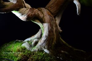 Tree ID 201 : Itoigawa Shimpaku - Image 4