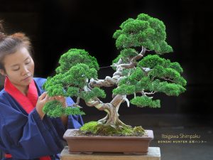Tree ID 201 : Itoigawa Shimpaku - Image 2