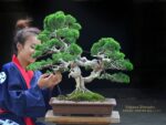Tree ID 201 : Itoigawa Shimpaku - Image 3