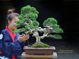 Tree ID 201 : Itoigawa Shimpaku - Image 3