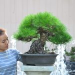 Tree ID 202 : Japanese Blackpine