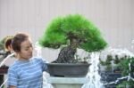 Tree ID 202 : Japanese Blackpine