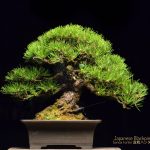 Tree ID 197 : Japanese Blackpine