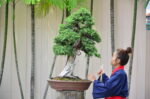 Tree ID 273 : Tosho - Image 2