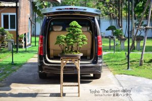 Tree ID 199 : Tosho