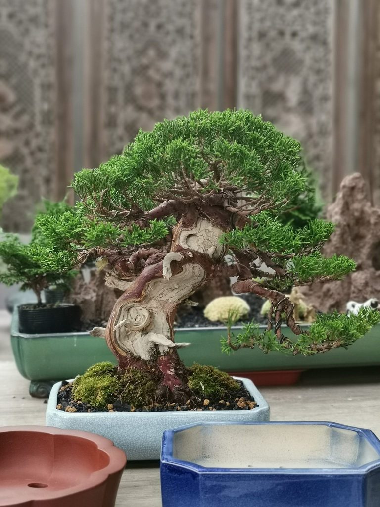 Singapore Bonsai