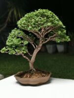 Tree ID 225 : Tsuyama Hinoki - Image 8