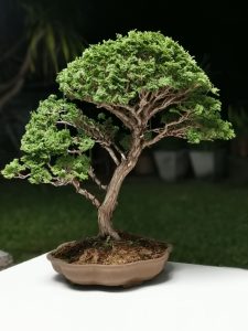 Tree ID 225 : Tsuyama Hinoki - Image 8