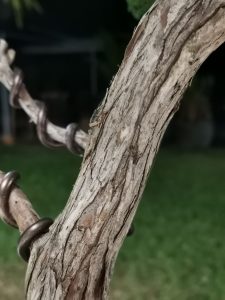 Tree ID 225 : Tsuyama Hinoki - Image 6