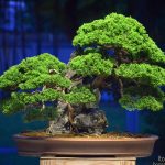 Tree ID 209 : Itoigawa Shimpaku