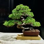 Tree ID 254 : Itoigawa Shimpaku