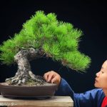 Tree ID 250 : Japanes Blackpine