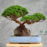 Tree ID 252 : Itoigawa Shimpaku