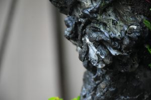 Tree ID 255 : Itoigawa Shimpaku - Image 3