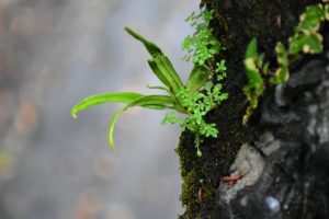 Tree ID 255 : Itoigawa Shimpaku - Image 4